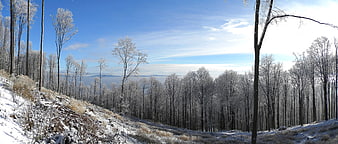 Panoramic winter landscape with frost-covered trees and blue sky