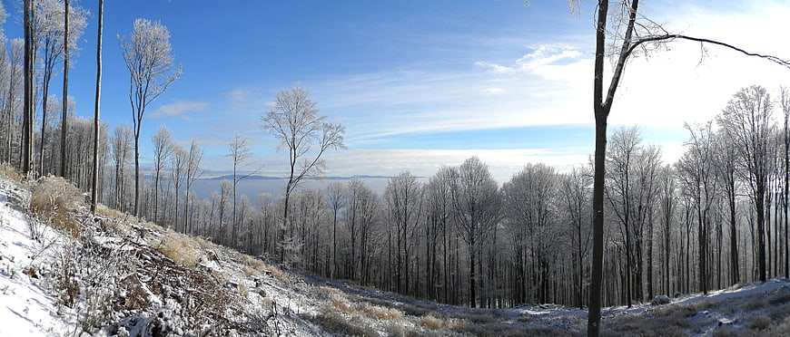 Panoramic winter landscape with frost-covered trees and blue sky