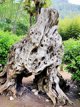 Ancient weathered olive tree root sculpture in botanical garden