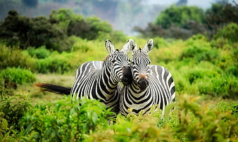Two Zebras Standing Together in Lush Green Savanna
