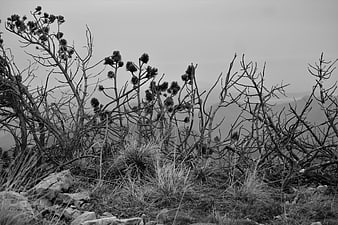 Black and white mountain pine branches in foggy landscape