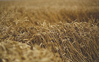 Golden wheat field swaying in the wind close-up