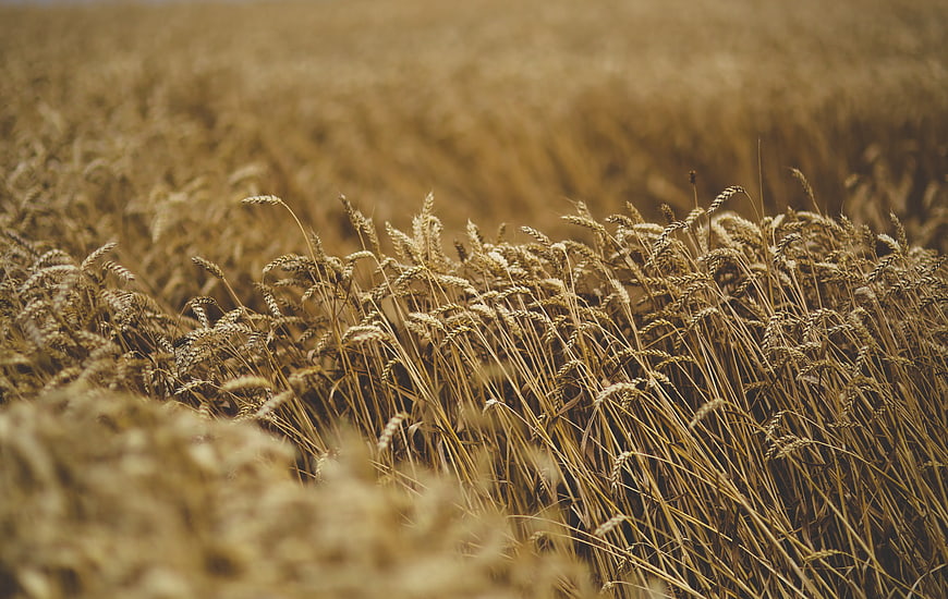 Golden wheat field swaying in the wind close-up