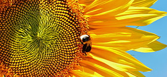 Close-up of bumblebee pollinating sunflower against blue sky