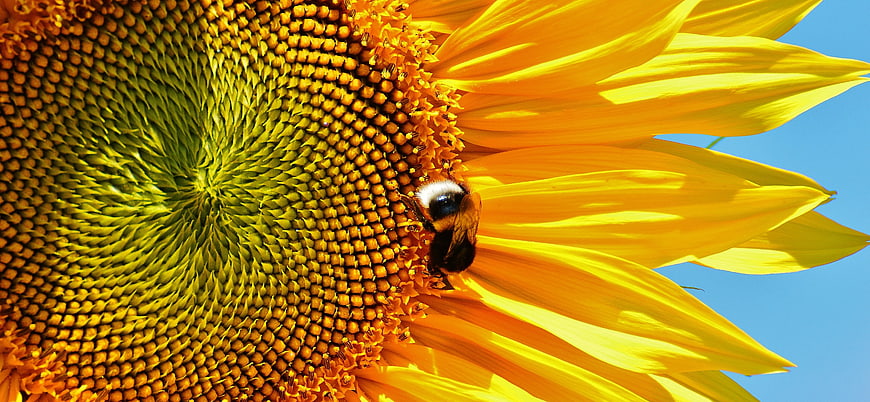 Close-up of bumblebee pollinating sunflower against blue sky
