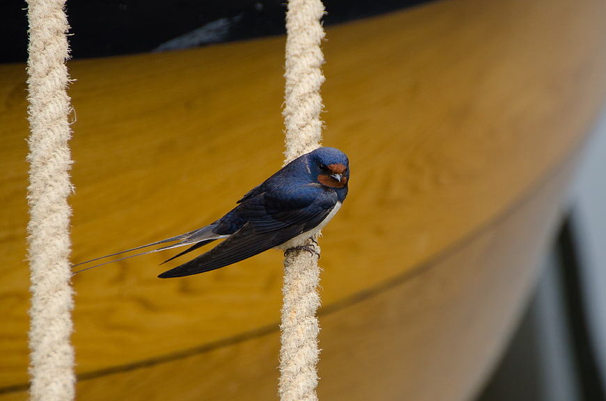 Barn Swallow Perched on Rope Against Wooden Boat Hull