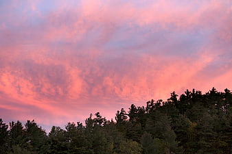 Vibrant Pink Sunset Sky Over Dark Forest Silhouette