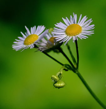 Close-up of white daisies with yellow centers on green background