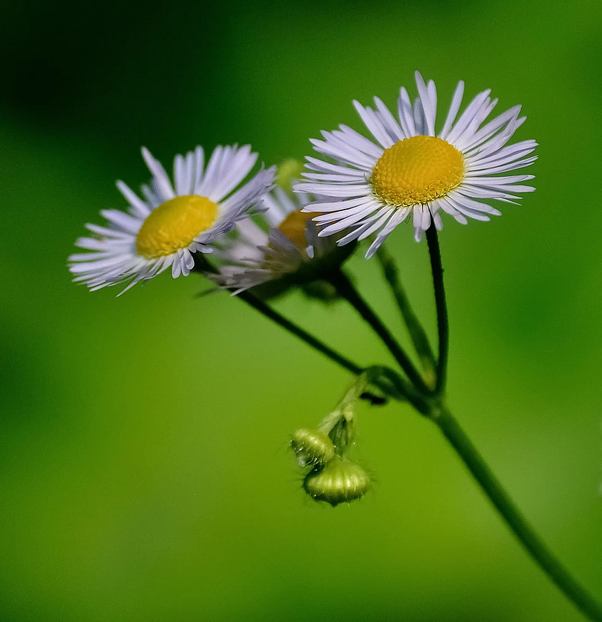 Close-up of white daisies with yellow centers on green background