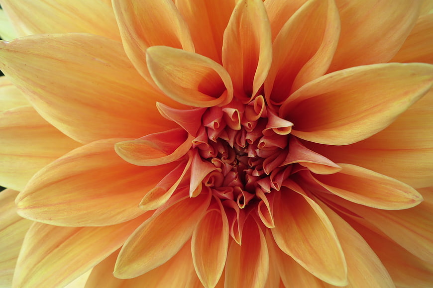 Close-up of vibrant orange dahlia flower petals