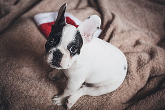Cute French Bulldog Puppy with Christmas Stocking on Blanket