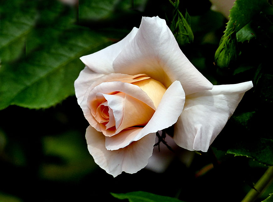 Close-up of a delicate white and peach rose bloom