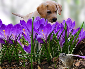 Golden Retriever Puppy and Ground Squirrel Among Purple Crocuses