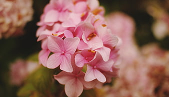 Close-up of delicate pink hydrangea flowers in bloom