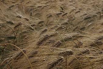 Golden barley field with dew drops close-up
