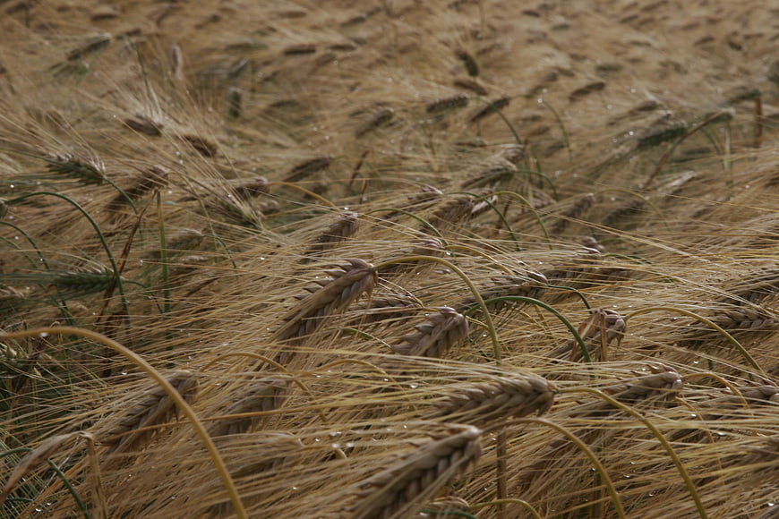 Golden barley field with dew drops close-up