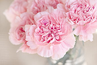 Close-up of Soft Pink Carnations in a Glass Vase