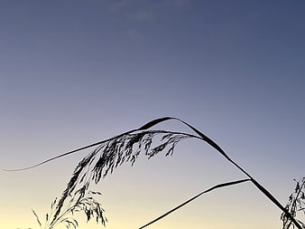 Silhouette of tall grass against a gradient sky at dusk