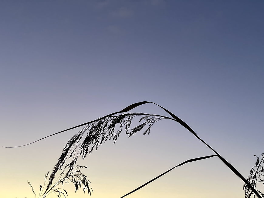 Silhouette of tall grass against a gradient sky at dusk