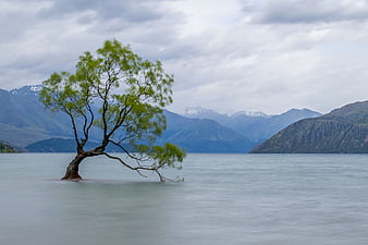 Solitary Willow Tree in Lake Wanaka with Mountains
