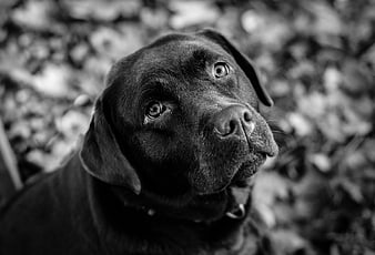 Black and white portrait of a black dog looking up