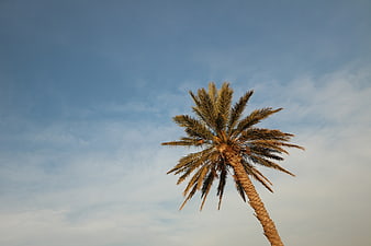 Lone Palm Tree Against Blue Sky with Clouds