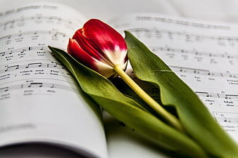 Red and White Tulip on Open Sheet Music