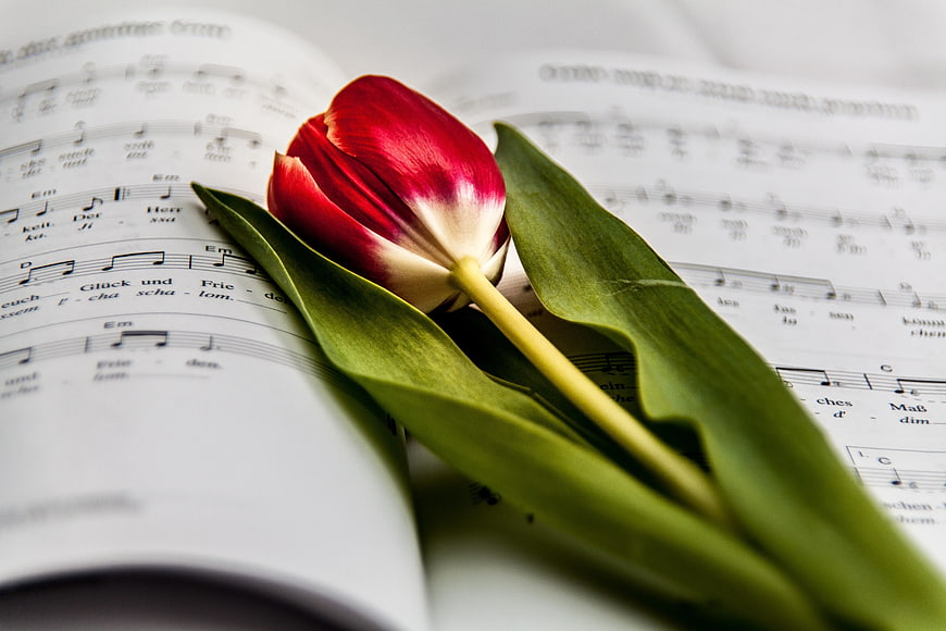 Red and White Tulip on Open Sheet Music