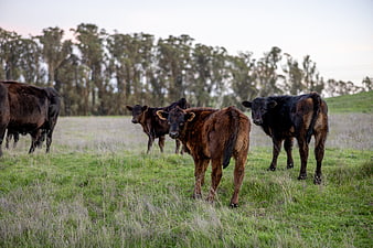 Young calves standing in a green pasture field