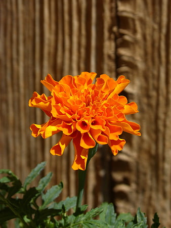Vibrant Orange Marigold Flower Against Wooden Fence