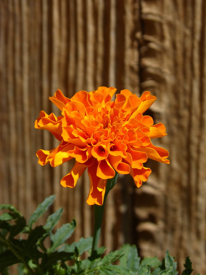 Vibrant Orange Marigold Flower Against Wooden Fence