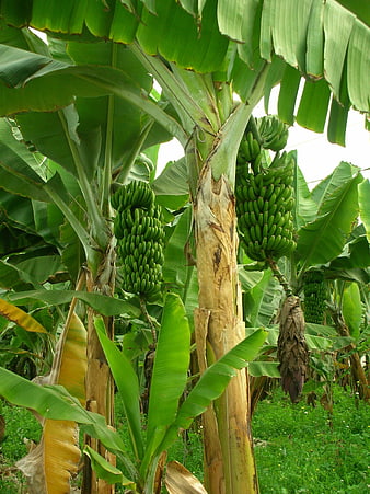 Green banana bunches growing on trees in a lush plantation