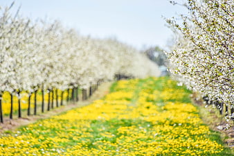 Spring Orchard with White Blossoms and Yellow Dandelions