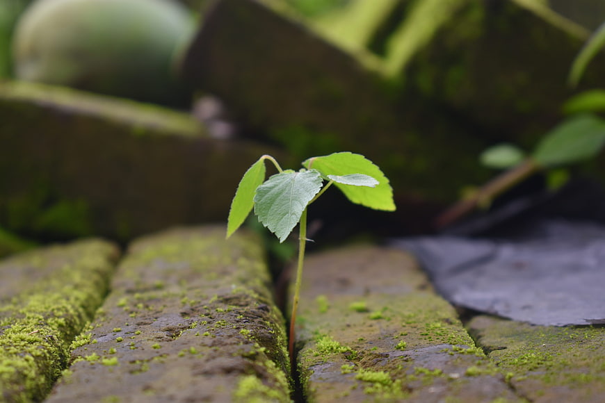 Small green seedling sprouting from mossy brick crack