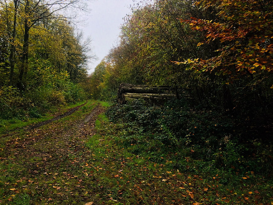 Muddy forest path with autumn leaves and stacked logs
