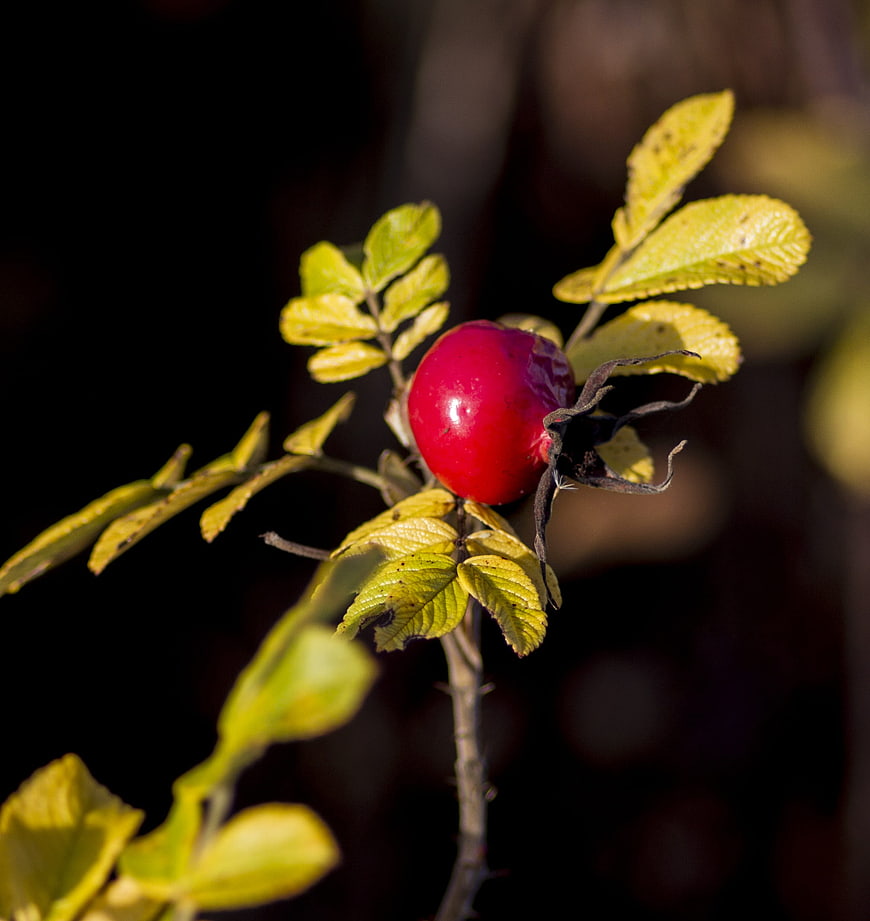Close-up of a bright red rose hip on a branch