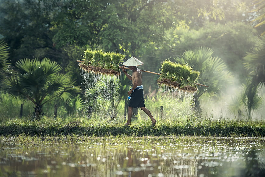 Asian Farmer Carrying Rice Seedlings in Paddy Field