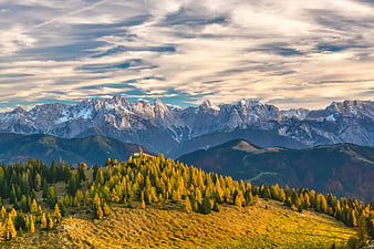 Golden Autumn Larch Forest with Snowy Alpine Peaks