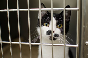 Black and white cat looking through metal cage bars