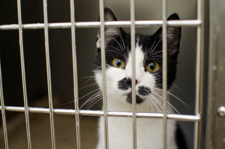 Black and white cat looking through metal cage bars
