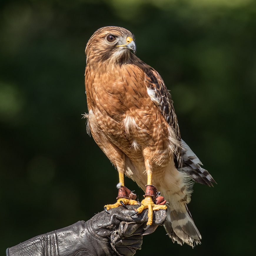 Red-shouldered Hawk Perched on Falconer's Glove