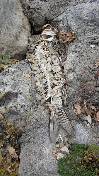 Fish skeleton on rocky shore with dry leaves