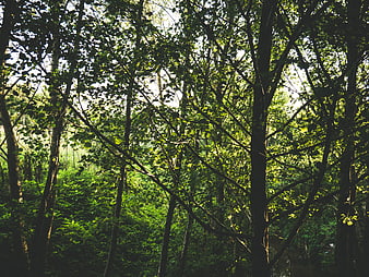 Sunlight filtering through dense green forest canopy