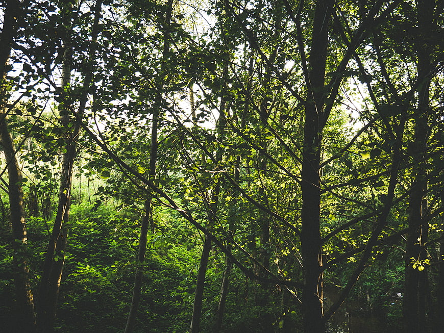 Sunlight filtering through dense green forest canopy