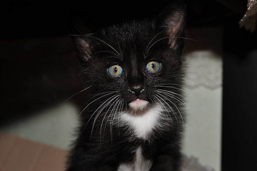 Cute Black Kitten with Blue Eyes and White Chest
