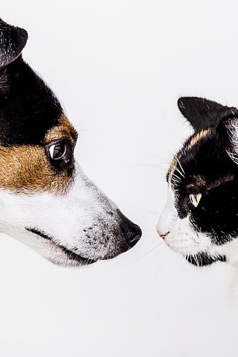 Close-up of a dog and cat facing each other on white background