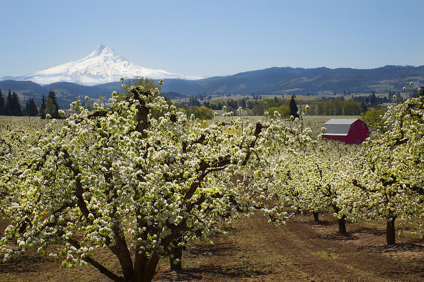 Blooming Apple Orchard with Red Barn and Snowy Mountain