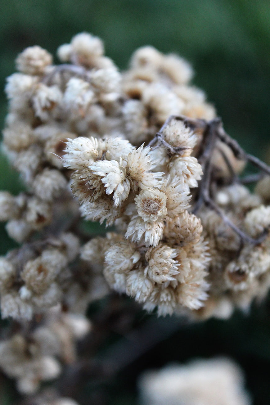 Close-up of dried white everlasting flowers on a blurred background