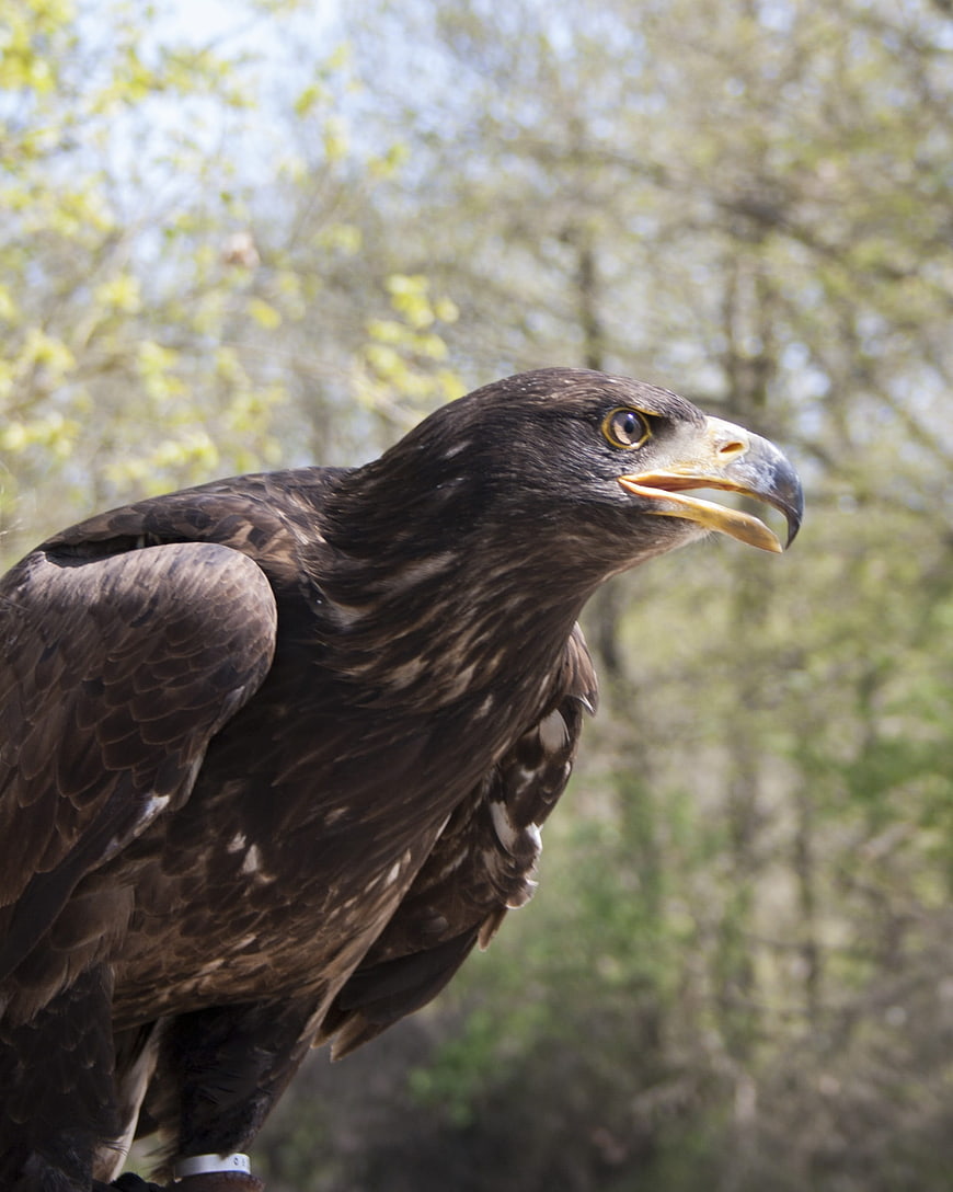 Close-up of a majestic golden eagle with open beak