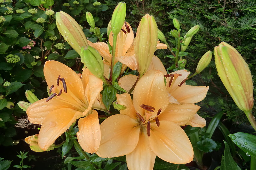 Orange lilies with raindrops in a lush green garden